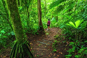 One Person Prints: Woman exploring on a jungle trail, Alajuela Province, Costa Rica. (MR)