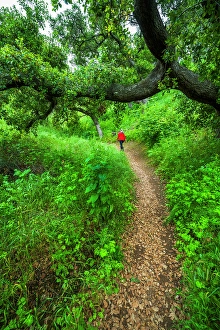 One Person Prints: Woman hiking through coast live oaks in Harmon Canyon Preserve