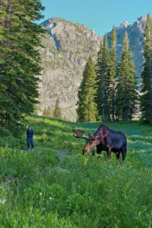 Woman Prints: Woman watching Bull Moose, Albion Basin, Alta, Utah, Uinta Wasatch Cache National