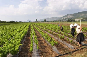 Woman women working the soil with a tool. Fidal vine nursery and winery, Zejmen, Lezhe