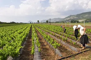 Cultivate Prints: Woman women working the soil with a tool. Fidal vine nursery and winery, Zejmen, Lezhe