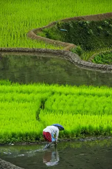Terrace Prints: Woman working on the Unesco world heritage sight the rice terraces of Banaue