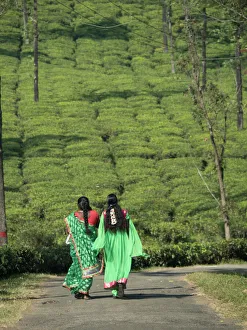 Editor's Picks: Women walking on path amid tea estate in the Anaimalai Hills near Valparai, Tamil Nadu