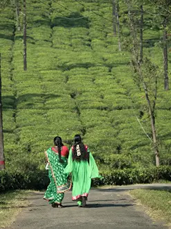 Editor's Picks: Women walking on path amid tea estate in the Anaimalai Hills near Valparai