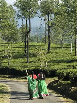India Prints: Women walking on path amid tea estate in the Anaimalai Hills near Valparai