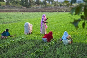 Women work on farmland, Bijaipur, Rajasthan, India