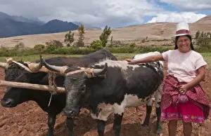 Images Dated 2028: Wonderful farming woman on farm with oxen and traditional dress and smiling happy