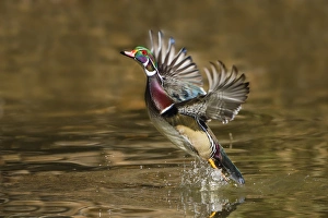 Drake Prints: Wood Duck (Aix sponsa) male takeoff from river