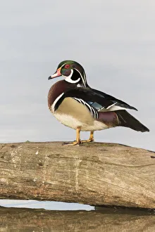 Images Dated 13th April 2017: Wood Duck (Aix sponsa) male in wetland Marion Co. IL
