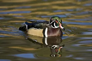 Images Dated 27th January 2007: Wood Duck Aix sponsa Santee Lakes, Southern California
