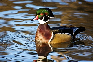 Mississippi Prints: The wood duck or Carolina duck (Aix sponsa), a species of perching duck, is one of
