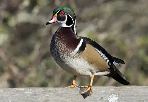 Images Dated 20th February 2018: The wood duck or Carolina duck (Aix sponsa), a species of perching duck, is one of