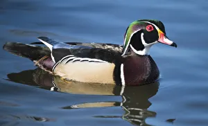 Images Dated 20th February 2018: The wood duck or Carolina duck (Aix sponsa), a species of perching duck, is one of