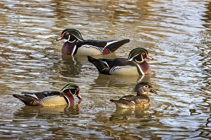 Prints of Wood duck in creek in Defiance, Ohio, USA. (Editorial Use Only) Images Dated 2024 September: Wood duck in creek in Defiance, Ohio, USA. (Editorial Use Only)