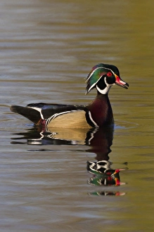Images Dated 13th April 2014: Wood Duck Drake