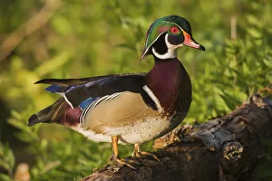 Wood duck drake
