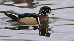 Images Dated 9th October 2005: A Wood Duck drake (Aix sponsa)