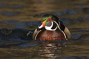 Woody Prints: A Wood Duck drake (Aix sponsa)