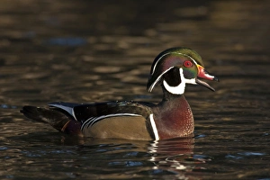 A Wood Duck drake (Aix sponsa) calling