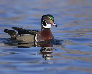 Images Dated 27th October 2020: Wood duck drake in perfect coloration, New Mexico