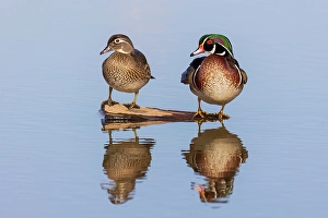 Images Dated 10th June 2024: Wood duck male and female on log in wetland, Marion County, Illinois