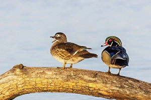Images Dated 10th June 2024: Wood duck male and female on log in wetland, Marion County, Illinois