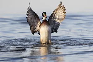 Nature Prints: Wood duck male flapping wings in wetland, Marion County, Illinois
