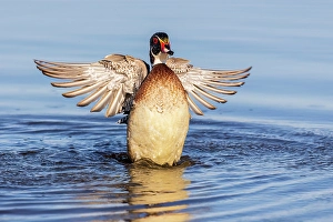 Stretching Prints: Wood duck male flapping wings in wetland, Marion County, Illinois