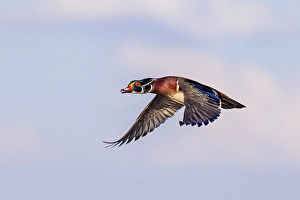 Images Dated 10th June 2024: Wood duck male in flight, Marion County, Illinois