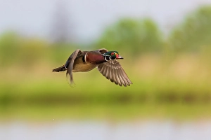 Images Dated 10th June 2024: Wood duck male in flight, Marion County, Illinois