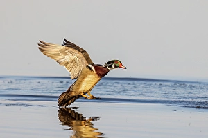 Images Dated 10th June 2024: Wood duck male landing in wetland, Marion County, Illinois