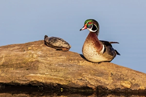 Resting Prints: Wood duck male on log with painted turtle in wetland, Marion County, Illinois