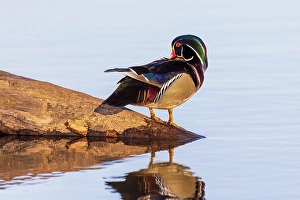 Images Dated 10th June 2024: Wood duck male preening in wetland, Marion County, Illinois