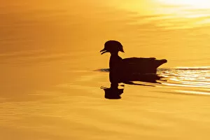 Wood duck male at sunrise in wetland, Marion County, Illinois