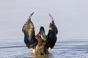 Images Dated 27th August 2020: Wood duck male in wetland flapping wings Marion County, Illinois