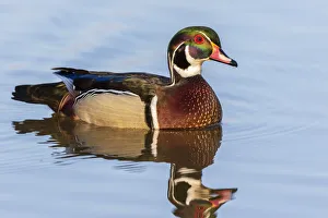 Wood duck male in wetland Marion County, Illinois