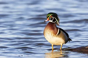 Images Dated 2nd November 2021: Wood duck male in wetland, Marion County, Illinois
