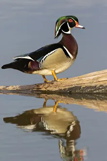 Images Dated 2nd November 2021: Wood duck male in wetland, Marion County, Illinois