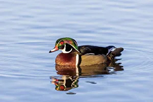 Swimming Prints: Wood Duck male in wetland, Marion County, Illinois