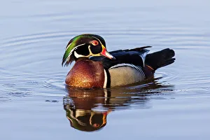 Images Dated 26th October 2022: Wood Duck male in wetland, Marion County, Illinois