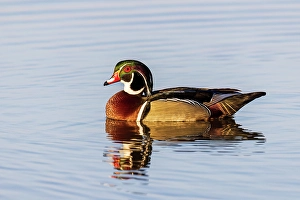 Images Dated 10th June 2024: Wood duck male in wetland, Marion County, Illinois