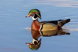 Images Dated 10th June 2024: Wood duck male in wetland, Marion County, Illinois