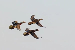 Images Dated 10th June 2024: Wood duck males and female courtship flight, Marion County, Illinois