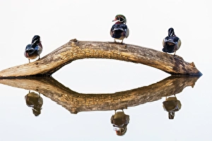 Images Dated 10th June 2024: Wood duck males on log in wetland, Marion County, Illinois