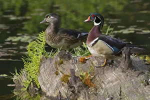 Wetlands Prints: Wood Duck Pair