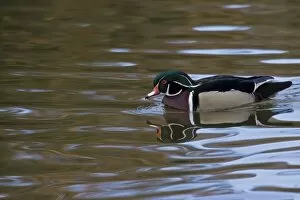 Images Dated 31st January 2007: Wood Duck with reflections at Santee Lakes in San Diego CA