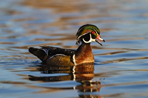 Albuquerque Prints: Wood Ducks (Aix sponsa) male in pond