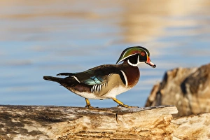 Stump Prints: Wood Ducks (Aix sponsa) male resting on tree stump
