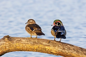 Images Dated 10th June 2024: Wood ducks male and female in wetland, Marion County, Illinois