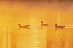 Swimming Prints: Wood Ducks in wetland at sunrise in fog, Marion County, Illinois